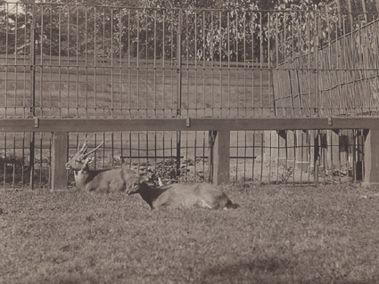 Hjortar Zoologisk Have Köpenhamn 1913. 