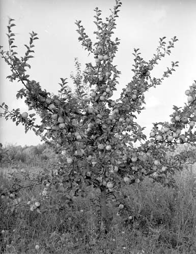 Birger Olssons äppleträd höjd Arkelstorp.