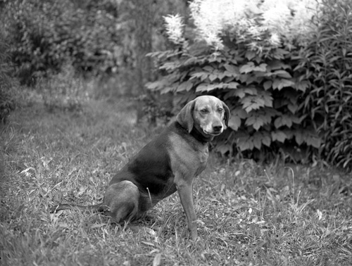 Karl Olssons hund  Hillehaga.