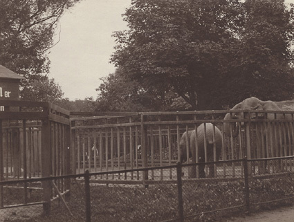 Köpenhamn 1913 Zoologisk have. Ellen och Julius.