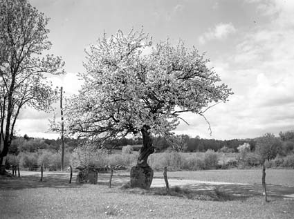 Blommande äppleträd vid Karl N. Rydstorp.