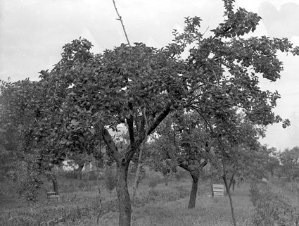 Alfred Anderssons äppelträd, Furustad.