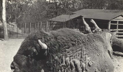 Zoologisk Have, 1931 i maj, Visenttjur