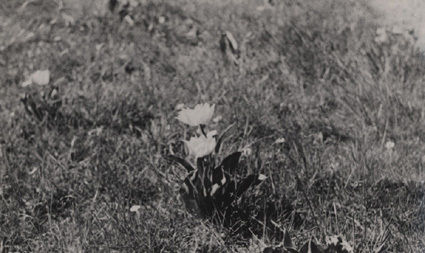 Våren 1938. Botaniska trädgården.