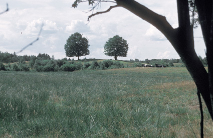 Karastorp, betesmark, träd med 