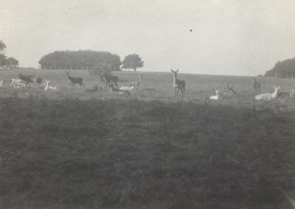 Hjortar i Erimitaget Skodsborg 1912