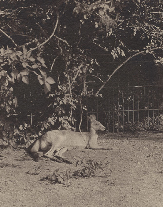 Känguru Zoologisk Have Köpenhamn 1913.
