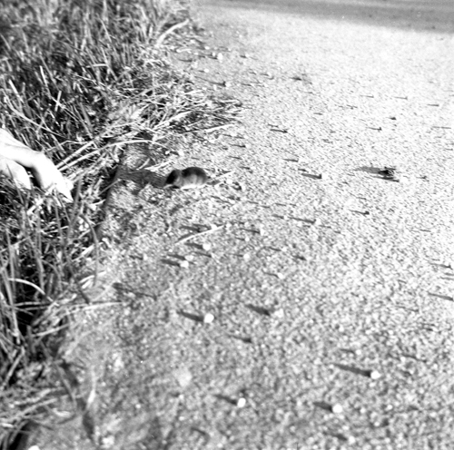 En mus på vägen 1951
