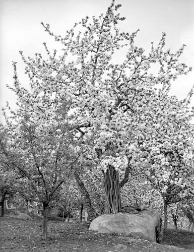 Sven Sallrot blommande äppelträd, Furustad.