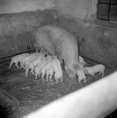 Sugga får 27 grisar.