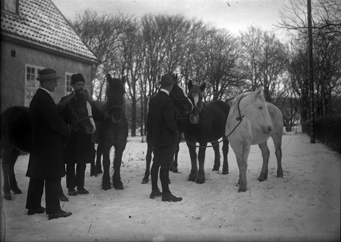 Lagervall och Starfeldt med hästar.