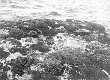 Korallrev vid Samoa vid ebb.