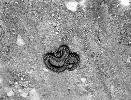 En orm uppifrån Mjönäs.