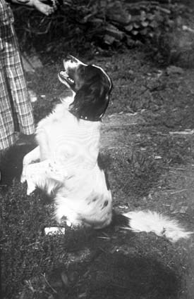 Reproduktion August Olssons hund Vånga.