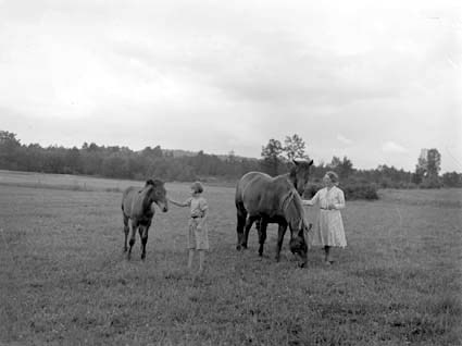 Ellida Olsson Svärkedal hästarna.