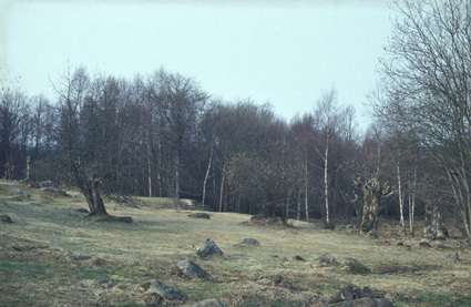 Markvårdat område väster om gården Sporrakulla.