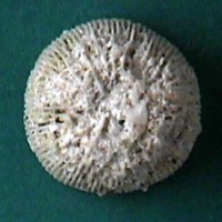 KrM G0339 - Korall