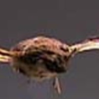 KrM N0567 - Gråskimlig fladdermus