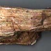 KrM G0513 - förstenat trä