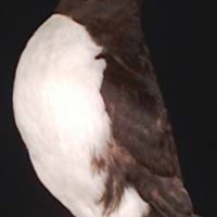 KrM N0145 - Lunnefågel