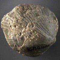 KrM G1295 - Brachiopod