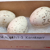 KrM N0947 - Ägg, Kornknarr