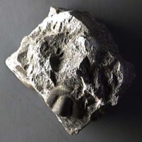 KrM G0004 - Trilobit