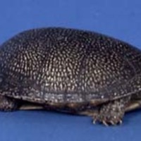 KrM N1063 - Sumpsköldpadda