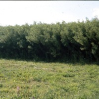 KrM KCH008718 - Odling av träd