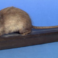 KrM N0541 - Brun råtta
