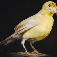 KrM N0442 - Kanariefågel
