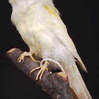 KrM N0441 - Kanariefågel