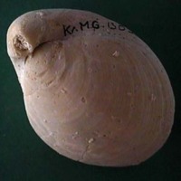 KrM G1302 - Brachiopod