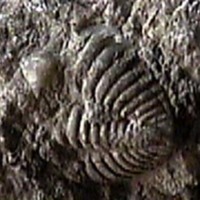 KrM G1034 - Trilobit