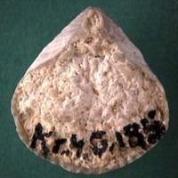 KrM G0185 - Brachiopod