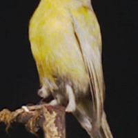 KrM N0443 - Kanariefågel