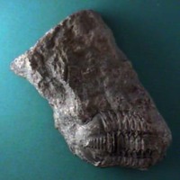 KrM G0475 - Trilobit