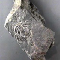 KrM G0280 - Trilobit