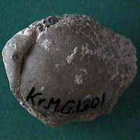KrM G1301 - Brachiopod