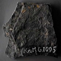 KrM G1005 - Trilobit