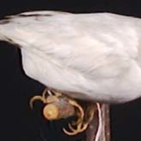 KrM N0419 - Risfågel