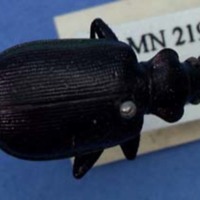 KrM N2190 - Liten larvmördare