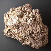 KrM G0057 - Korall