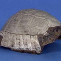 KrM N0804 - Morisk landsköldpadda