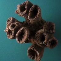 KrM G0151 - Korall