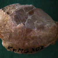 KrM G0307 - Brachiopod