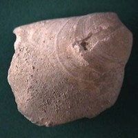 KrM G0195 - Brachiopod