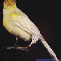 KrM N0444 - Kanariefågel