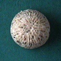 KrM G0341 - Korall