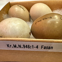 KrM N0946 - Ägg, Fasan
